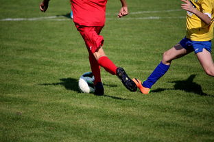 九游平台-国家体育场馆运营管理论坛探讨智能化方向，国家体育总局体育场馆运营管理办法